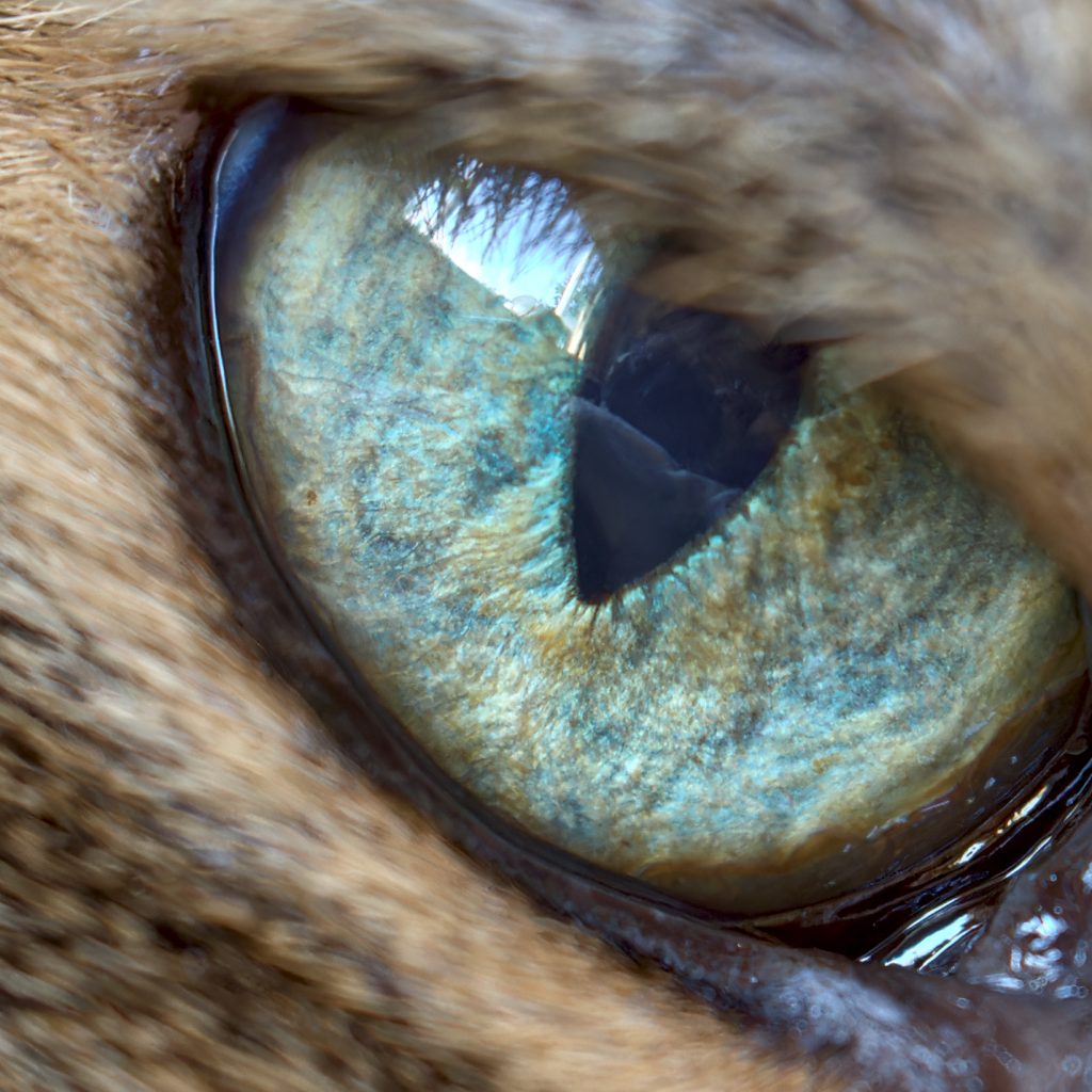 Short form video highlight